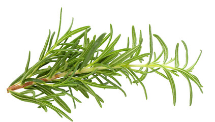 Fresh rosemary isolated on a transparent background.