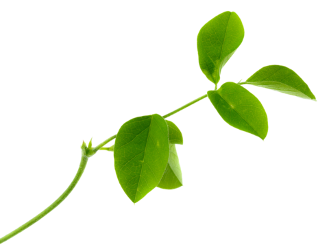 Close up of Leaves Pea flowers isolated on a transparent background