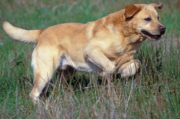 LABRADOR en course