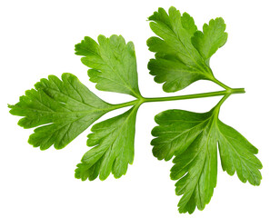 Bunch leaves parsley isolated over transparent background