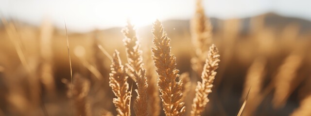 Fototapeta premium Golden wheat field at sunset with sunlight. Natural agricultural background with copy space. Harvest season concept for Thanksgiving, Harvest Festival, Lammas Day