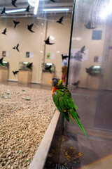 Colorful Parrot Perched Inside a Bird Aviary