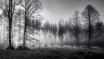 Fototapeta premium fog in the forest