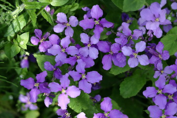 野原一面紫色の花畑