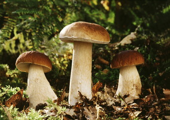 BOLET DE BORDEAUX/BOLETUS EDULIS ,