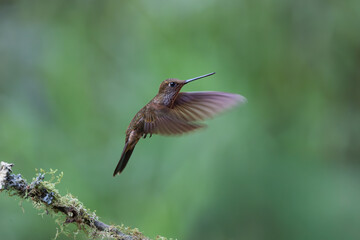 Colibri brun en vol avec battement d’ailes rapide dans une forêt tropicale d’Équateur