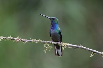 Colibri au plumage vert et bleu perché sur une branche moussue en forêt équatorienne