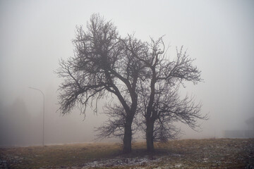 łąka,mgła  © Marcin Łazarczyk
