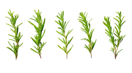 Fresh rosemary sprigs isolated on transparent background, culinary herb
