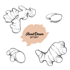 Line sketch illustration of spice ginger. Hand drawn ginger.