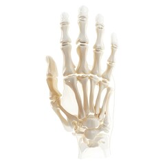 Detailed 3D Anatomical Image of a Human Hand Highlighting Joint Swelling and Pain