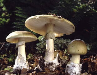 Amanites phalloïdes