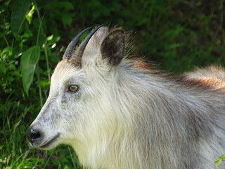 ニホンカモシカ