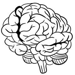 Brain Organ Sketch Illustration