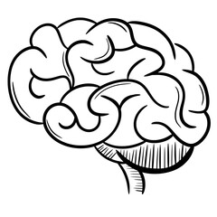 Brain Organ Sketch Illustration