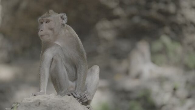 monkey forest - Slog3