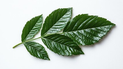 Obraz premium Vibrant Green Leaf Branch Isolated On White Background