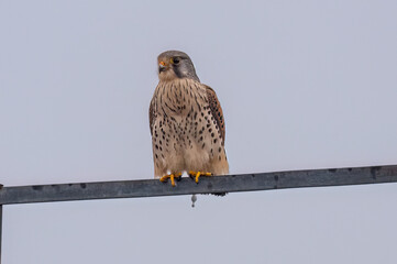 red tailed hawk in flight