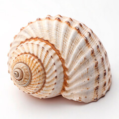 Fototapeta premium seashell isolated on white background