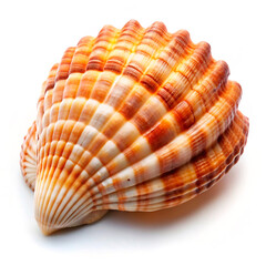 Fototapeta premium seashell isolated on white background