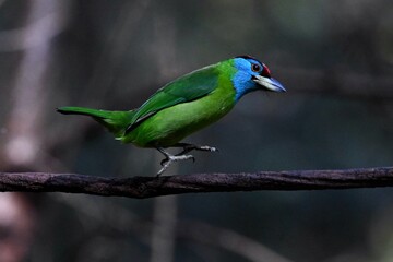 kingfisher on a branch