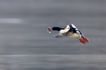 great crested grebe