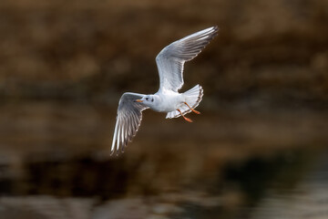 seagull flying in the sky