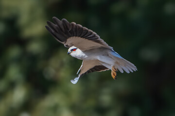 red tailed hawk on a branch