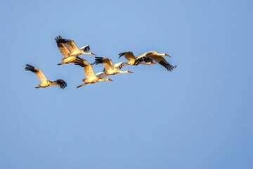birds flying in the sky