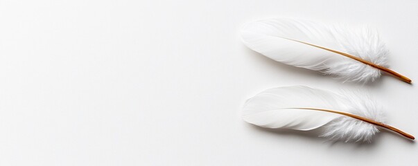 Naklejka premium Two delicate white feathers lie on a clean, white surface, showcasing their soft texture and natural beauty.