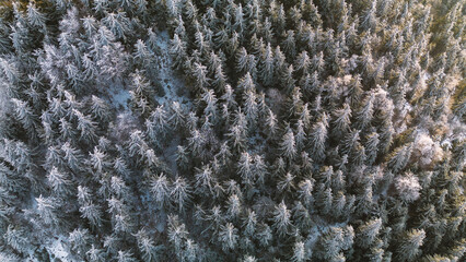 Snowy trees in the mountains