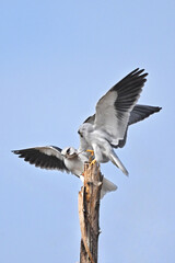 seagull on blue sky