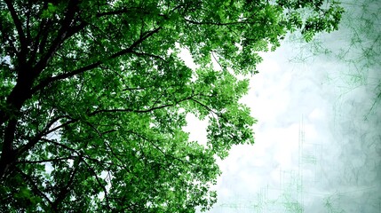 Fototapeta premium Lush Green Tree Canopy with Soft Sky Background in Nature Scene