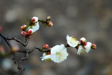 cherry blossom on a branch