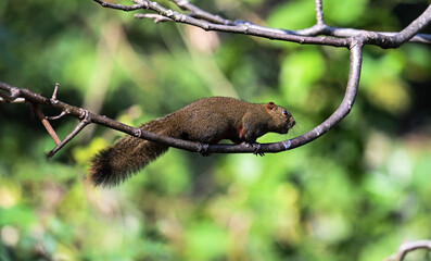 red squirrel on a tree
