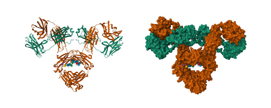 Structure of human immunoglobulin G1 with a hinge deletion. 3D cartoon and molecular surface models, chain id color scheme, pdb 1mco