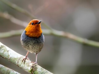 森で枝に留まって周りを見渡しているコマドリの雄