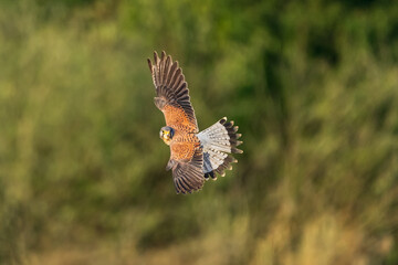 Fototapeta premium common buzzard in flight