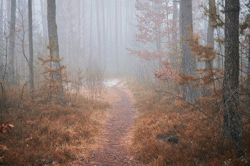 leśna ścieżka,mgła  © Marcin Łazarczyk