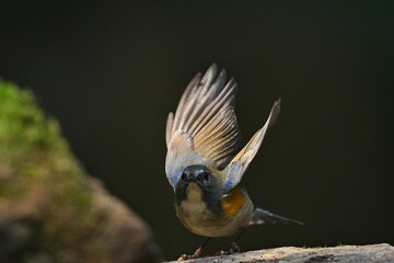 blue tit on a branch
