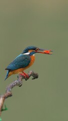 great blue heron ardea cinerea