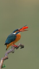 kingfisher on branch