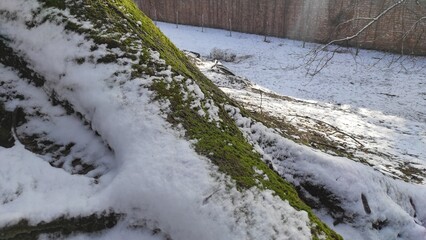 Frosty moss and bark on tree trunk