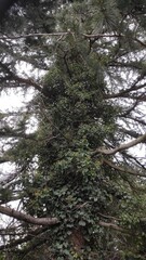 Evergreen Tree Covered in Ivy