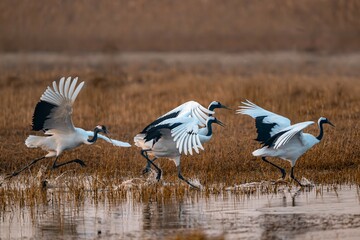 great blue heron ardea cinerea