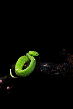 green snake on black background