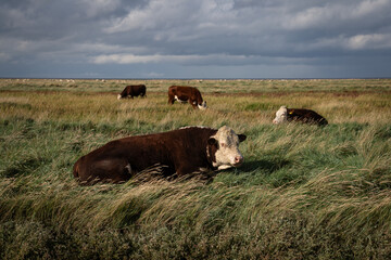 Cows of the Hereford breed grazing on the salt marshes of the province of Groningen. The extensive...
