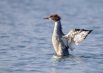 great crested grebe