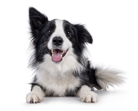 Charismatic typical black and white young adult Border Collie dog, laying down facing front. Looking happy straight to camera with mouth open . Isolated on white background.
