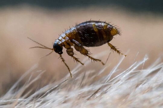 Extreme close-up of a flea on animal fur, showcasing its segmented body, spiky legs, and antennae, highlighting the details of this parasitic insect in its environment.
